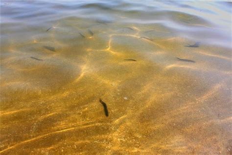 夢見撈小魚